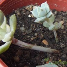 Una foto de Echeveria prolifica