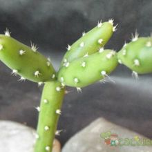 Una foto de Opuntia salmiana