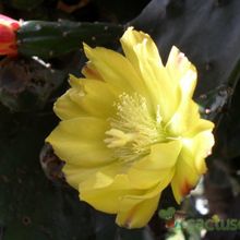 Una foto de Opuntia monacantha