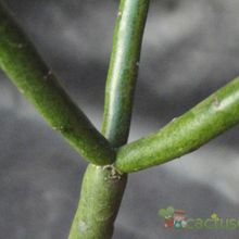Una foto de Euphorbia aphylla