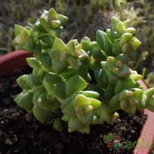 A photo of Crassula cv. Tom Thumb