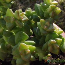 A photo of Crassula cv. Tom Thumb