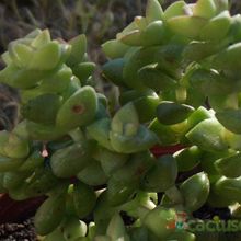 A photo of Crassula cv. Tom Thumb