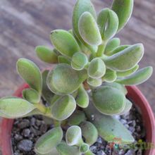 A photo of Crassula rogersii