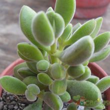 A photo of Crassula rogersii
