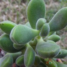 A photo of Crassula rogersii