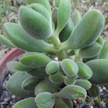 A photo of Crassula rogersii