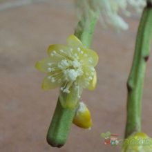 A photo of Rhipsalis floccosa