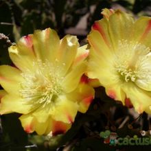 Una foto de Opuntia monacantha