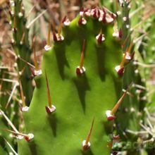 Opuntia monacantha