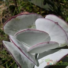 Una foto de Cotyledon orbiculata