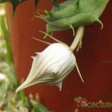 Una foto de Huernia echidnopsioides