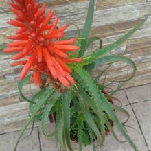 Una foto de Aloe arborescens