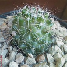 A photo of Mammillaria beneckei