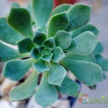 A photo of Aeonium gomerense