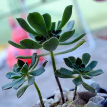 A photo of Aeonium gomerense