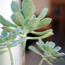 A photo of Aeonium gomerense