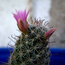 Una foto de Mammillaria mazatlanensis