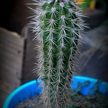 Una foto de Pachycereus pringlei