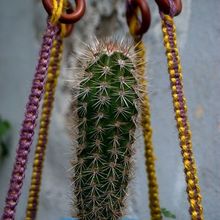 Una foto de Pachycereus pringlei