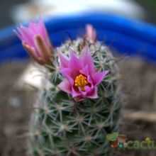 Una foto de Mammillaria mazatlanensis