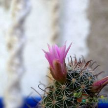 Una foto de Mammillaria mazatlanensis