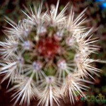 Una foto de Pachycereus pringlei
