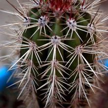 Una foto de Pachycereus pringlei