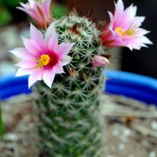 Una foto de Mammillaria mazatlanensis
