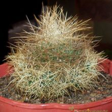 Una foto de Mammillaria decipiens ssp. camptotricha