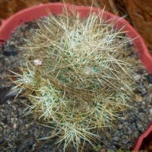 Una foto de Mammillaria decipiens ssp. camptotricha