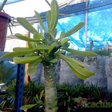 A photo of Euphorbia undulatifolia