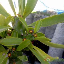 A photo of Euphorbia undulatifolia