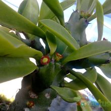 A photo of Euphorbia undulatifolia