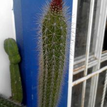 A photo of Peniocereus serpentinus