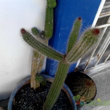 A photo of Peniocereus serpentinus