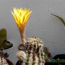 A photo of Echinopsis haematantha