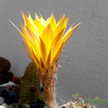 A photo of Echinopsis haematantha