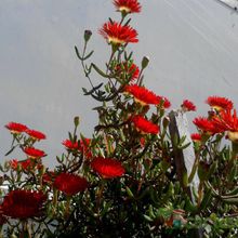 Una foto de Drosanthemum speciosum