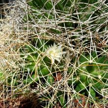 Una foto de Mammillaria decipiens ssp. camptotricha