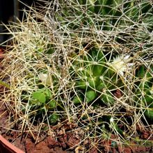 Una foto de Mammillaria decipiens ssp. camptotricha