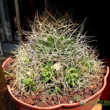 Una foto de Mammillaria decipiens ssp. camptotricha