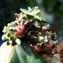 Una foto de Ariocarpus kotschoubeyanus fma. monstruosa