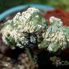 Una foto de Astrophytum myriostigma cv. HAKUUN fma. crestada
