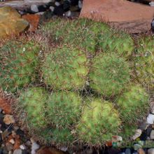 Una foto de Rebutia deminuta