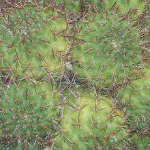 Una foto de Rebutia deminuta