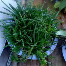 A photo of Dudleya attenuata