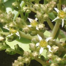 A photo of Dudleya brittonii