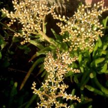 A photo of Dudleya attenuata