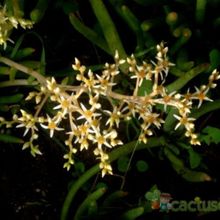 A photo of Dudleya attenuata